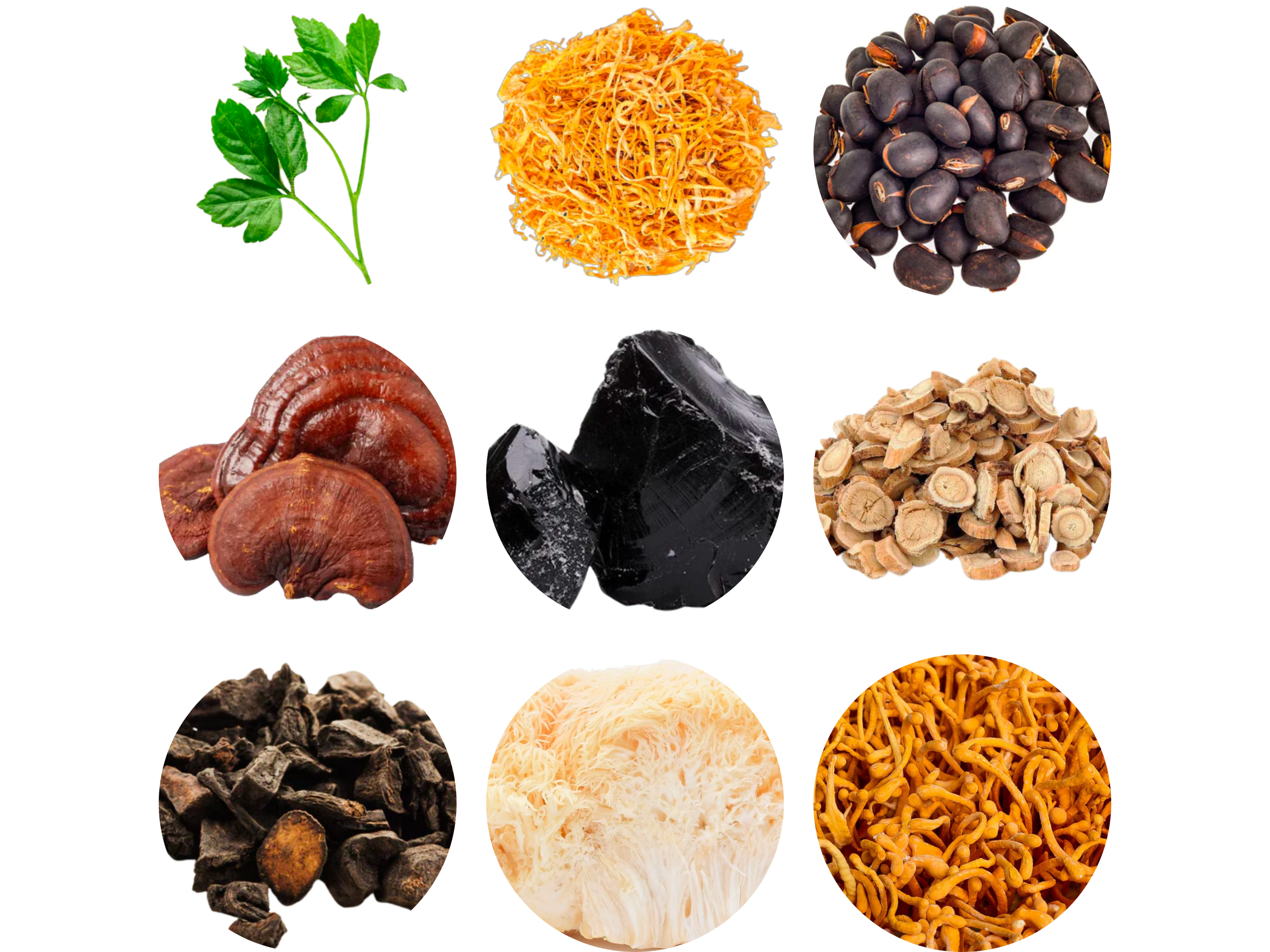 Collection of medicinal herbs and mushrooms, including Reishi, Lion's Mane, Cordyceps, Chaga, and other natural ingredients known for their health benefits.