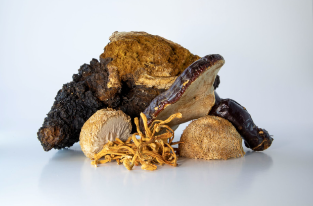 Close-up shot of dried and ethically sourced medicinal mushrooms.