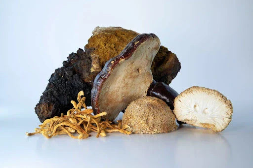 Shot of medicinal mushrooms like Reishi, Cordyceps, Lion’s Mane, etc.